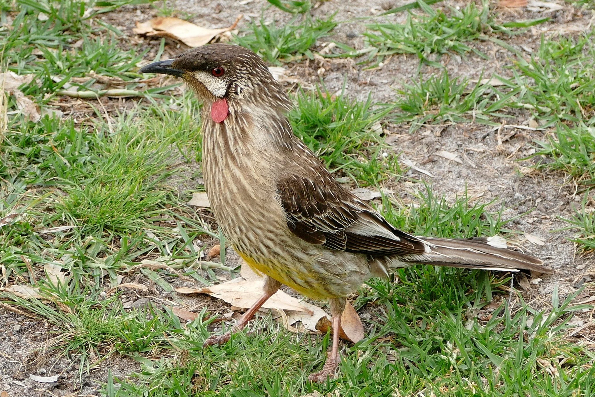1390323 Red Wattle Bird.JPG