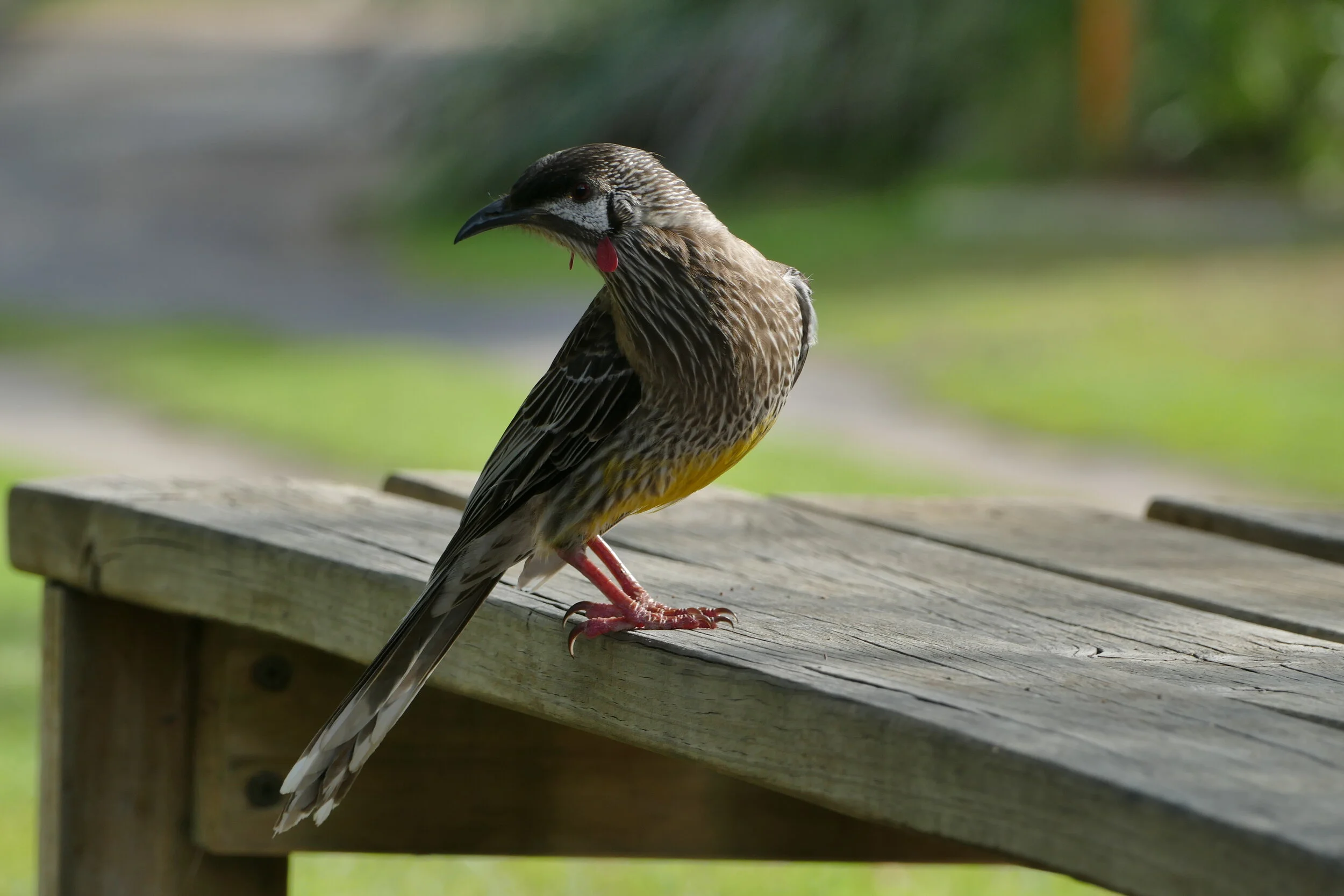 1320598 Red Wattle Bird.JPG
