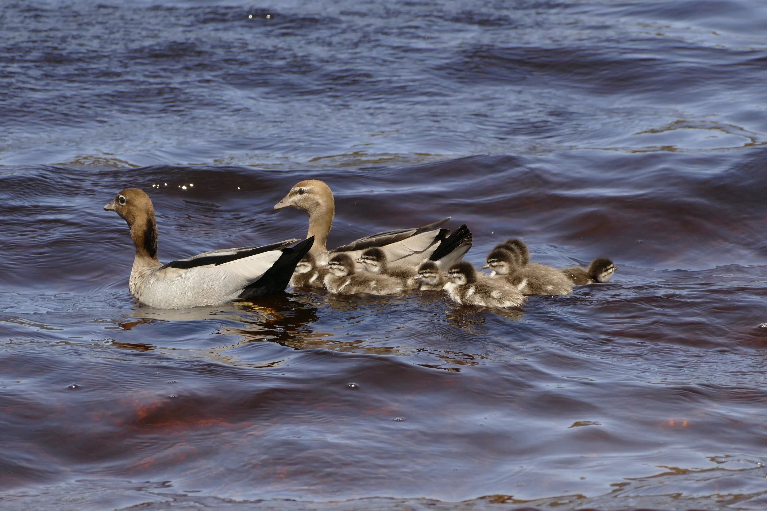 1400090 Australian Wood Duck.JPG