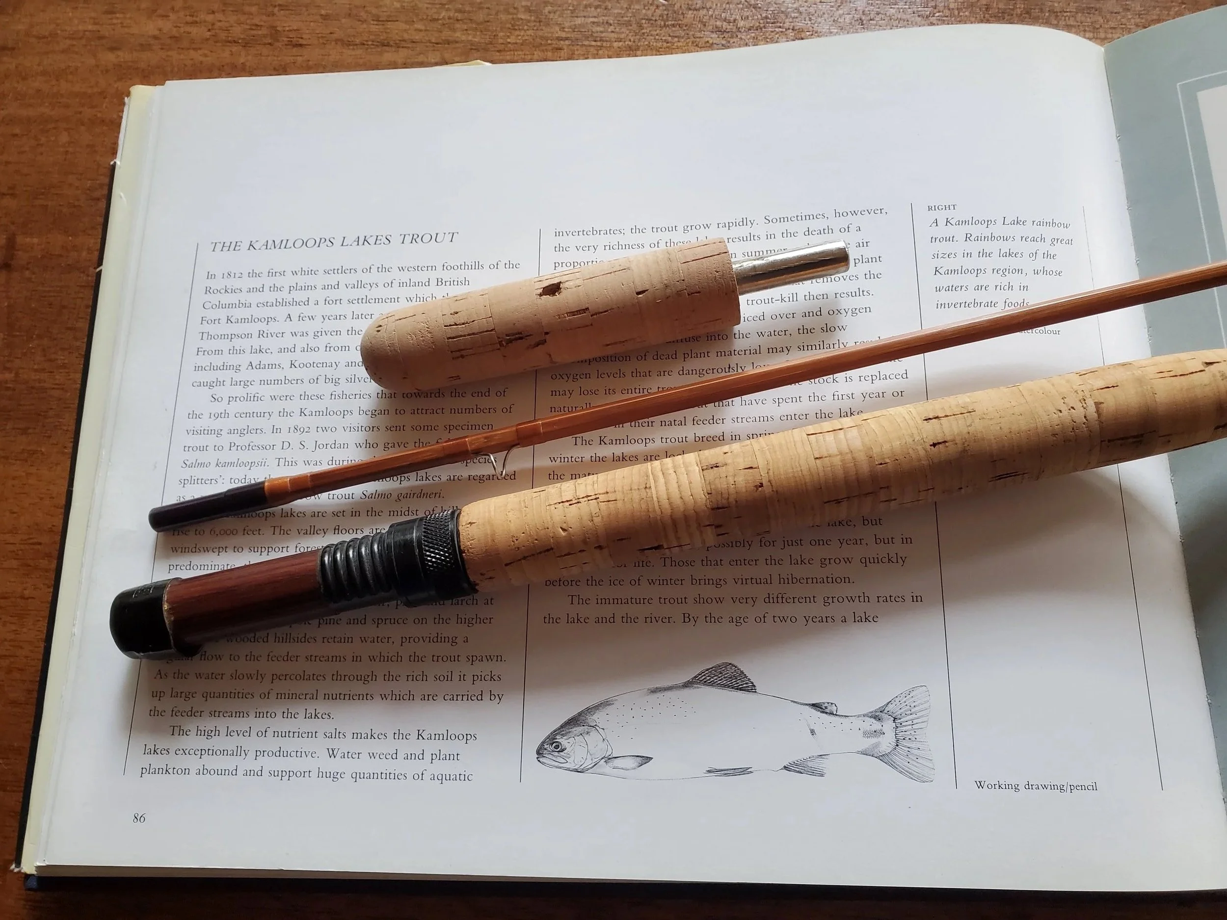 Paul Young Experimental 9ft. 1in. 2/1 (Made That Way)