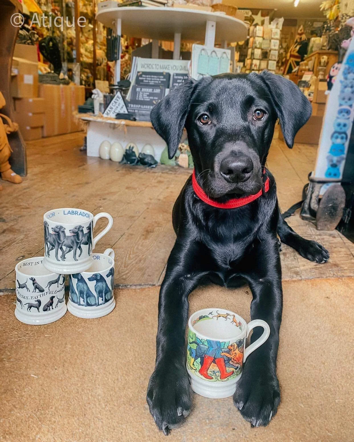 Black dog mug discount