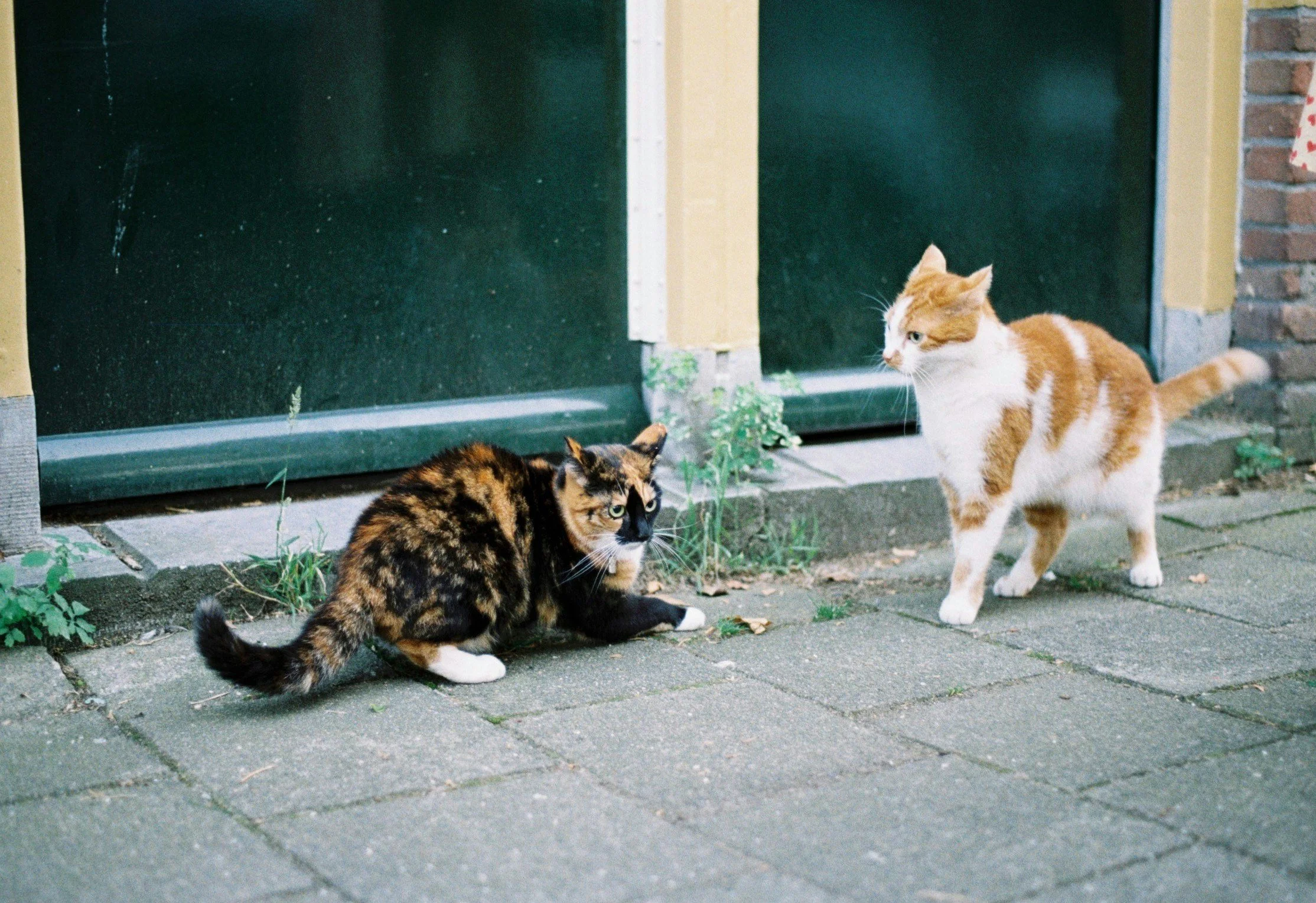 Two cats, trying their best to avoid a conflict, symbolizing the need for conflict resolution training
