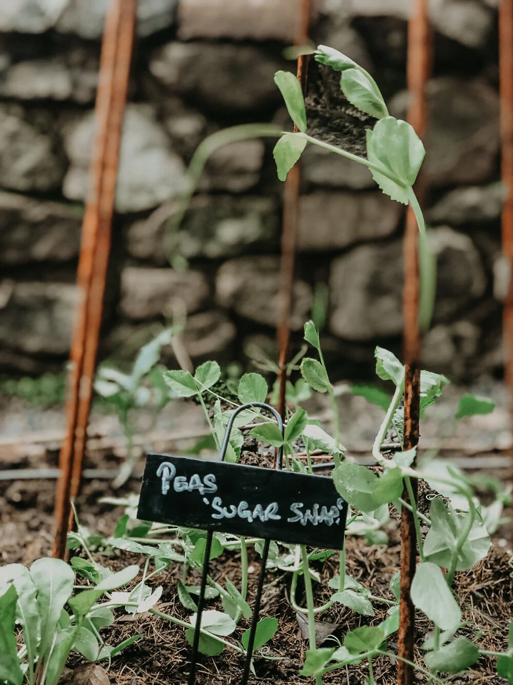 Sugar snap peas starting to climb a metal trellis