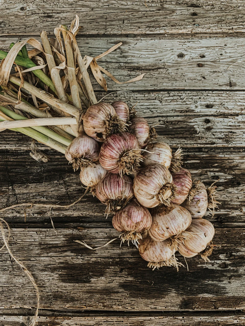 Beautiful garlic braid of red-striped hard neck garlic called Chesnook Red, against a wood background