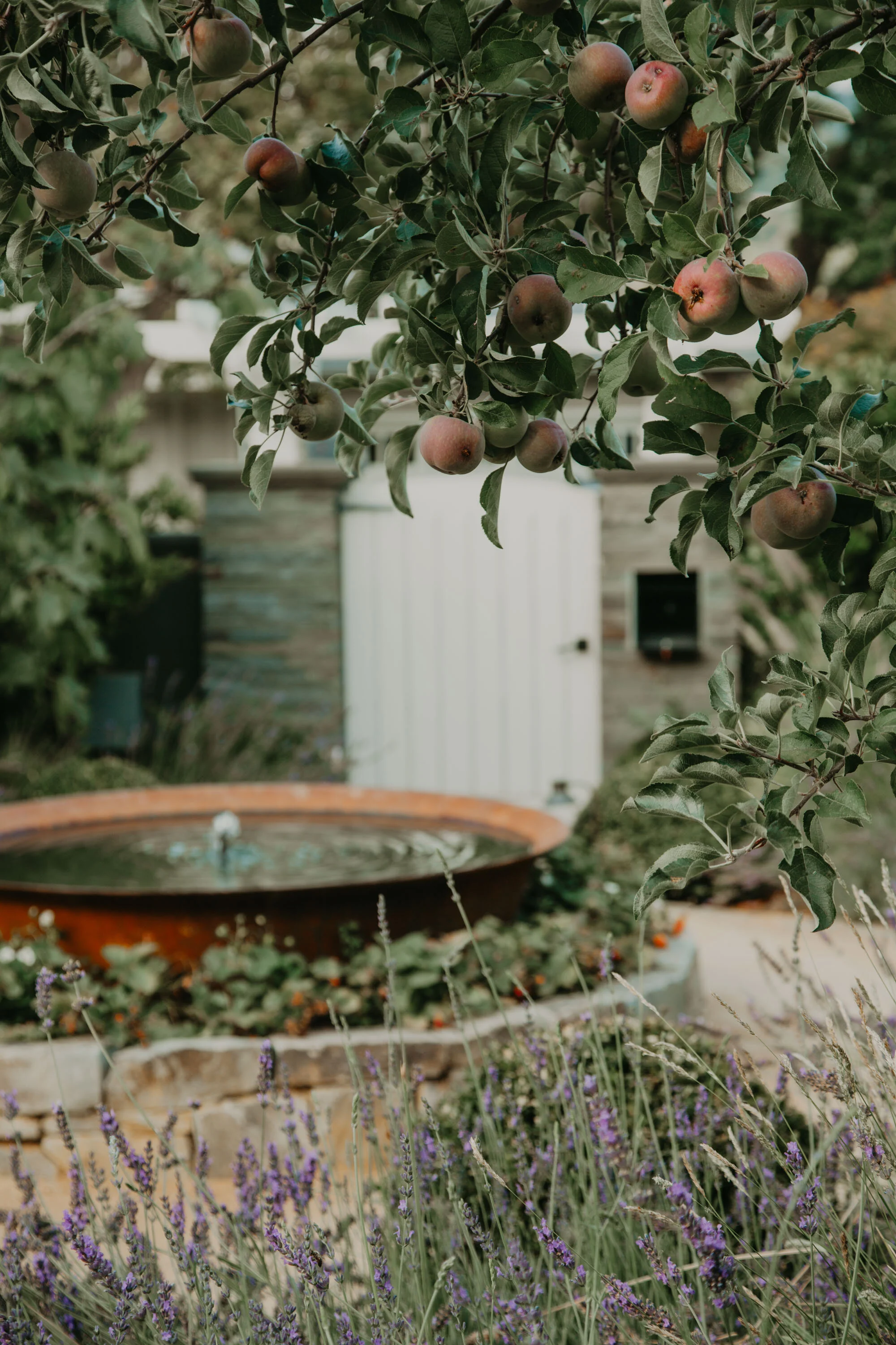 Rusted iron fountain with strawberries, apples, and lavender growing all around