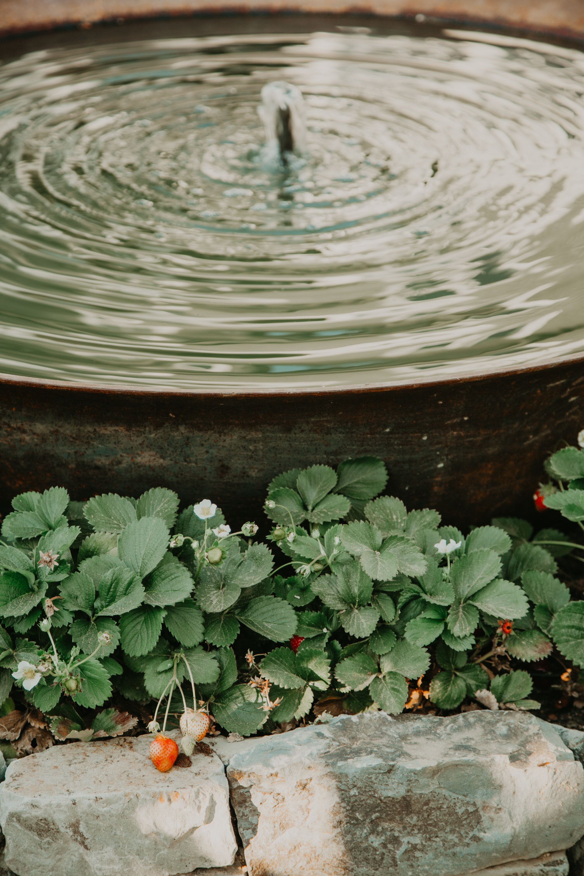Wide metal fountain with strawberries growing all around
