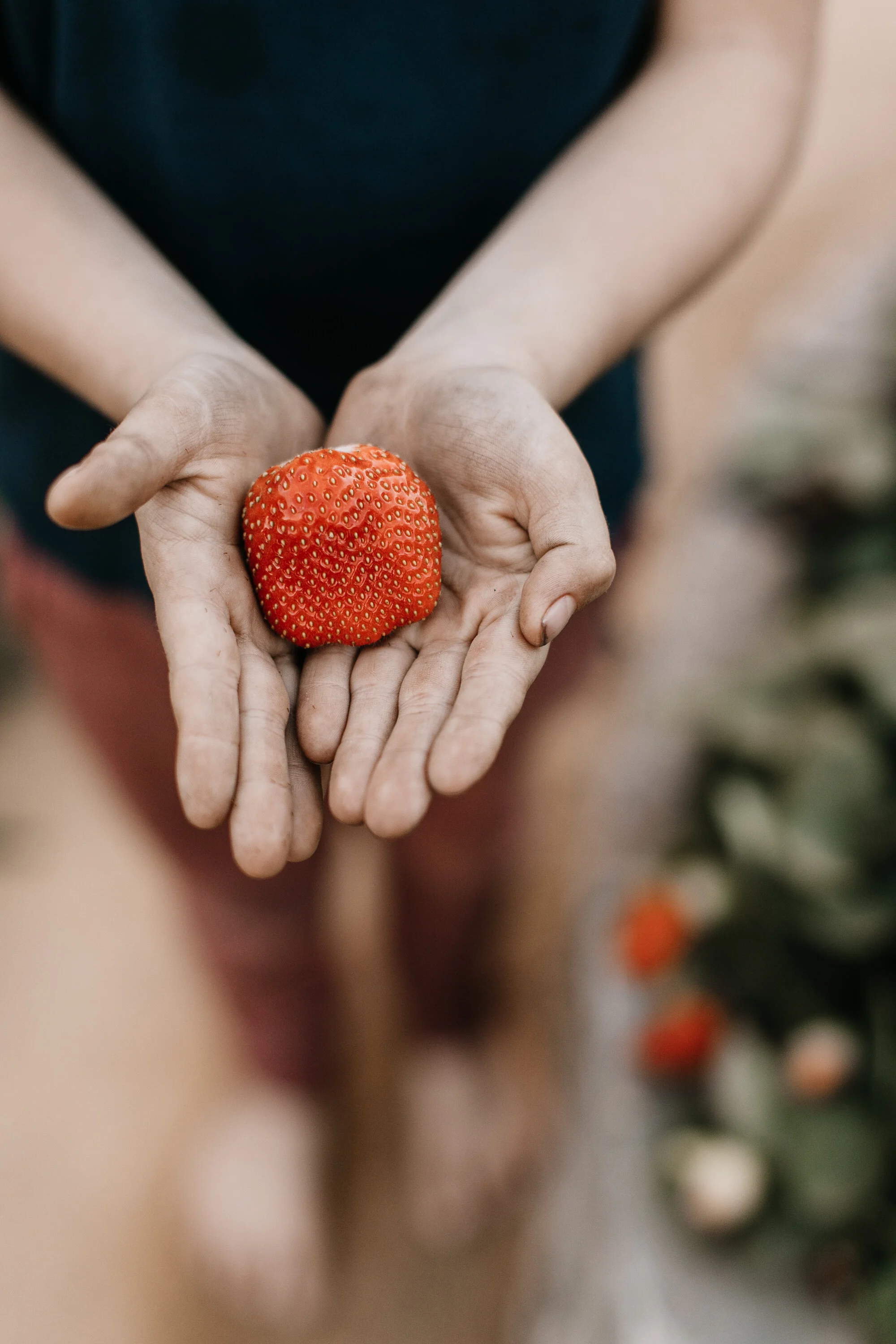 Ripe strawberry in two outstretched hands