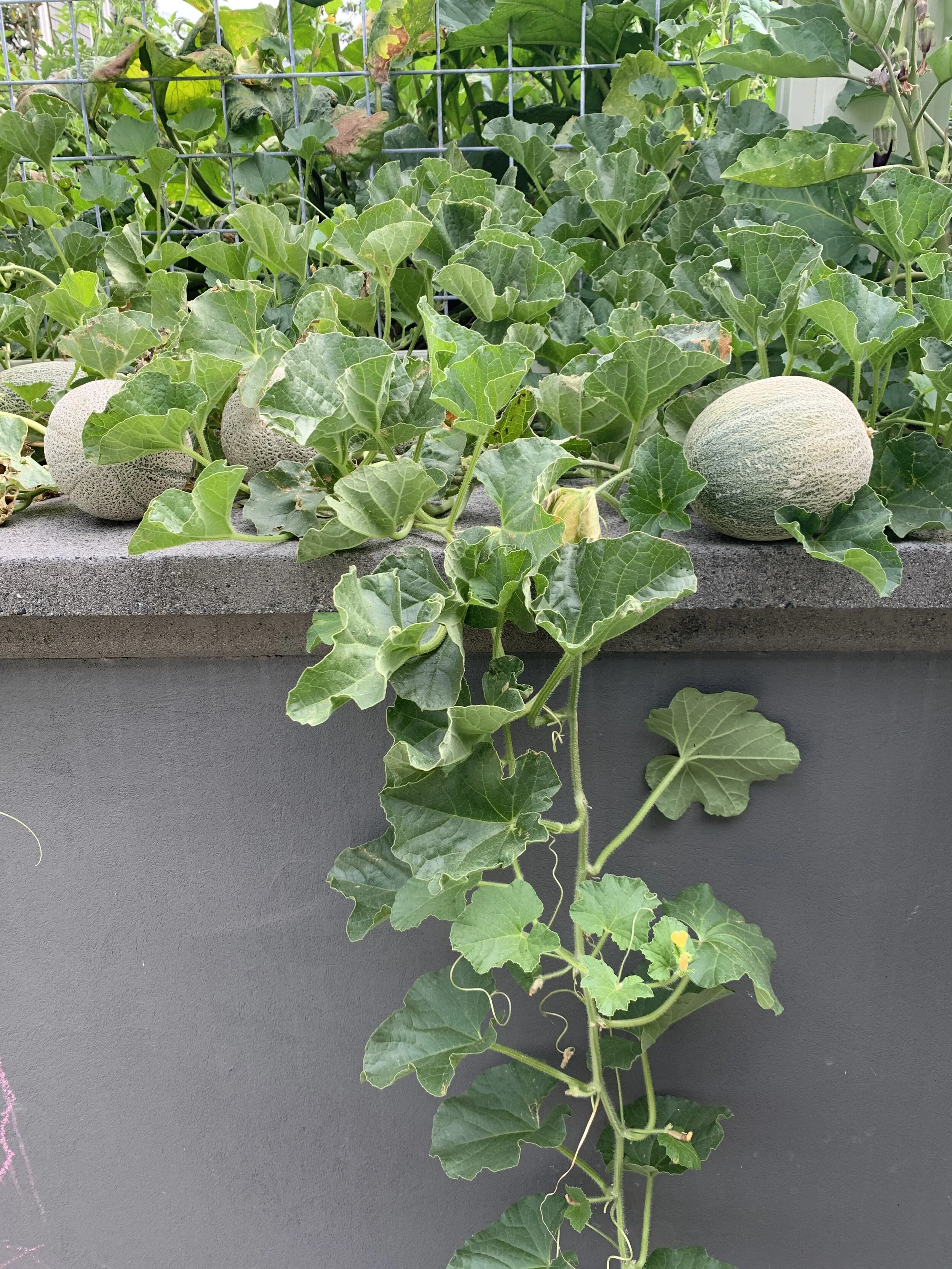 Melon growing over the edge of a wall