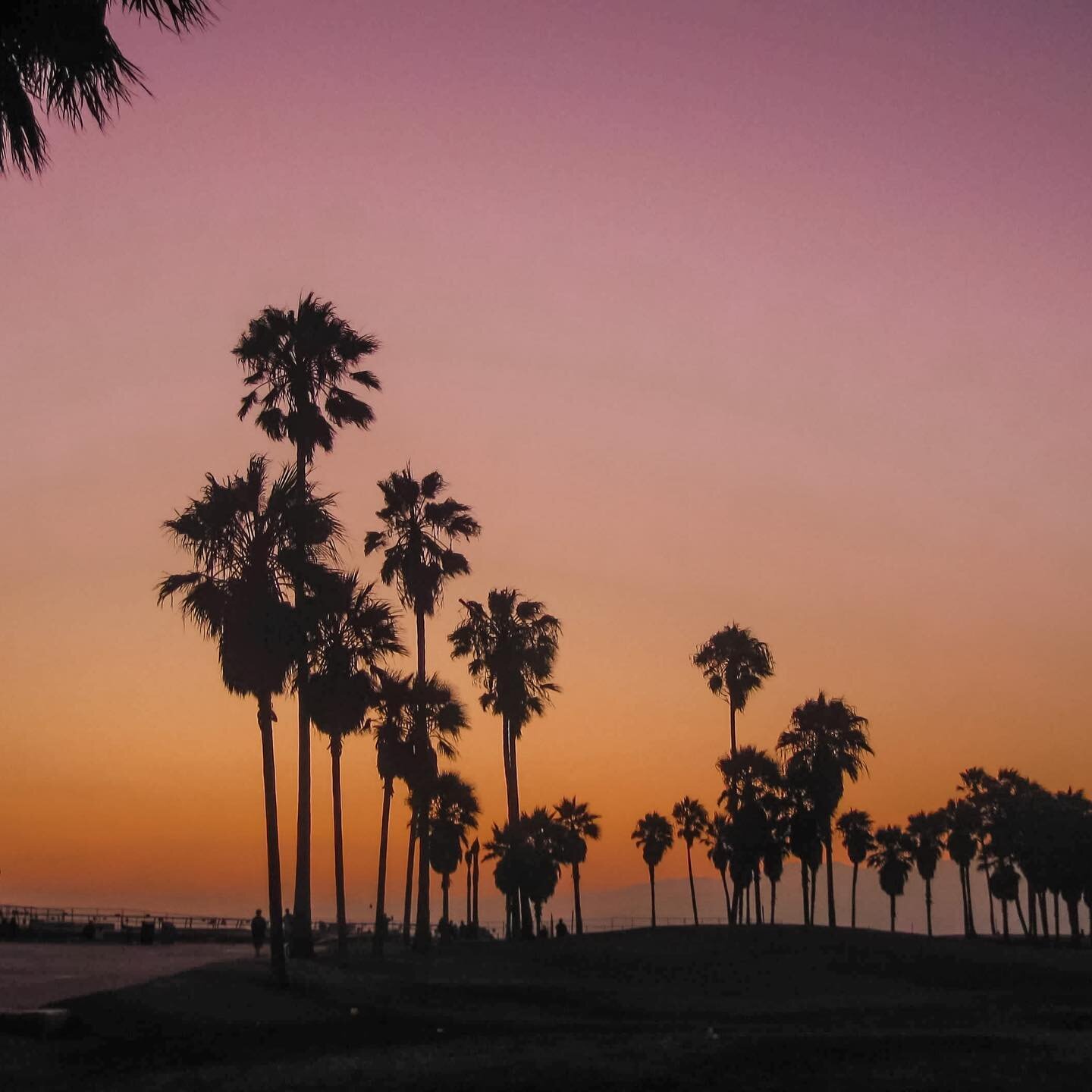 Check out the best things to do around Los Angeles from Hollywood to Malibu! Link in bio 🌴 #roadjesstravels #losangeles #la #california #hollywood #malibu #venicebeach #beverlyhills #travel #palmtrees #beach