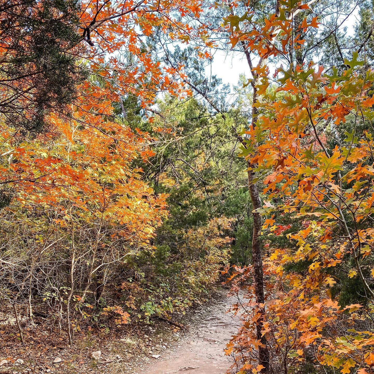 Great hiking and fall colors at Cedar Ridge Preserve 🍁 #cedarridgepreserve #hiking #fallcolors #fallfoliage #dallas #roadjesstravels #texashiking