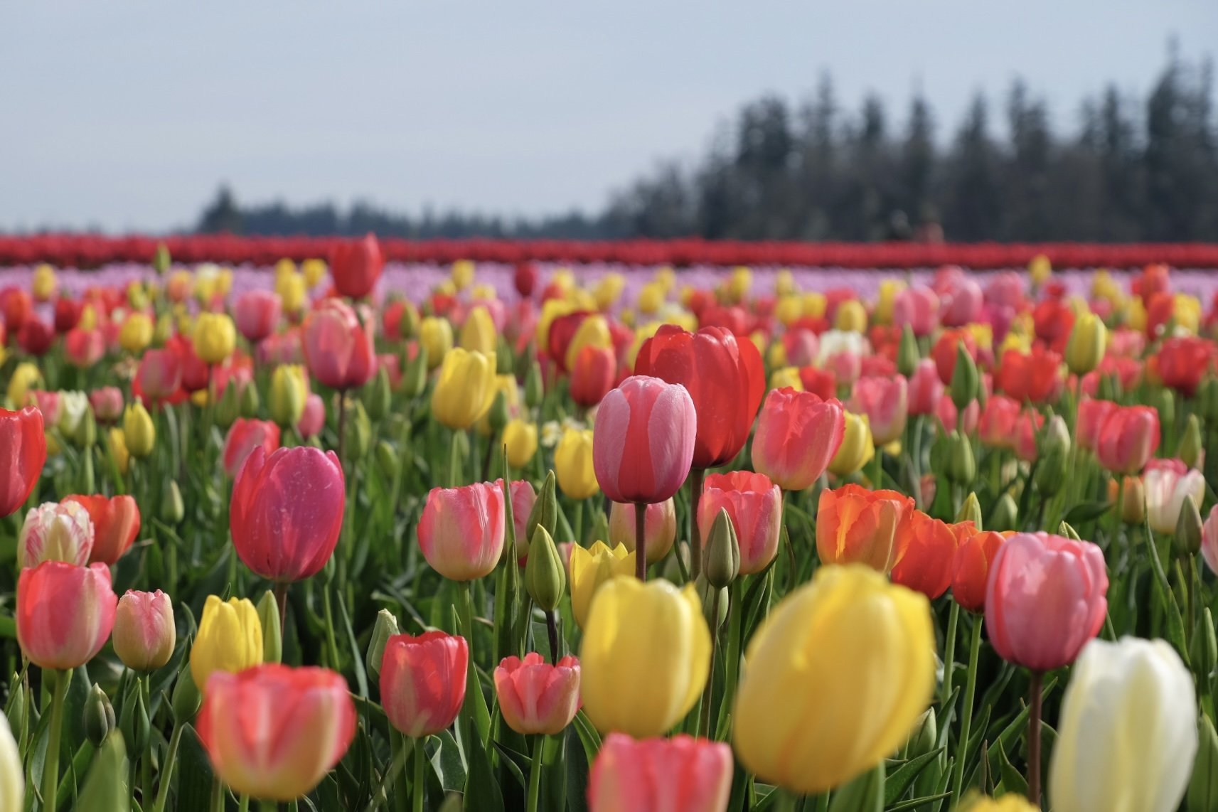 Oregon Wooden Shoe Tulip Festival — Road Jess Travels