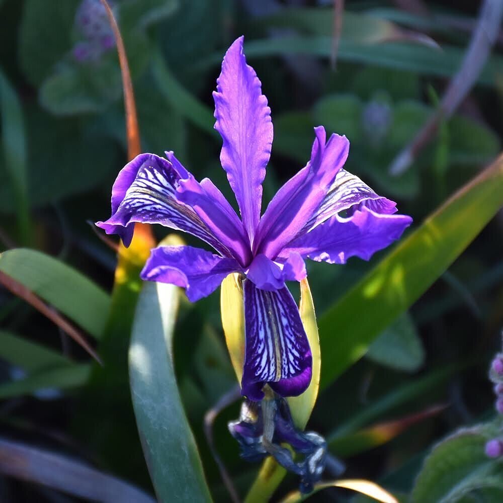 A wild Douglas Iris from Bodega Head at the Sonoma Coast today. #flowers, #wildiris, #iris, #purpleflowers,
#coyart, #sonomacoast, #california, #sonomacounty, #nature