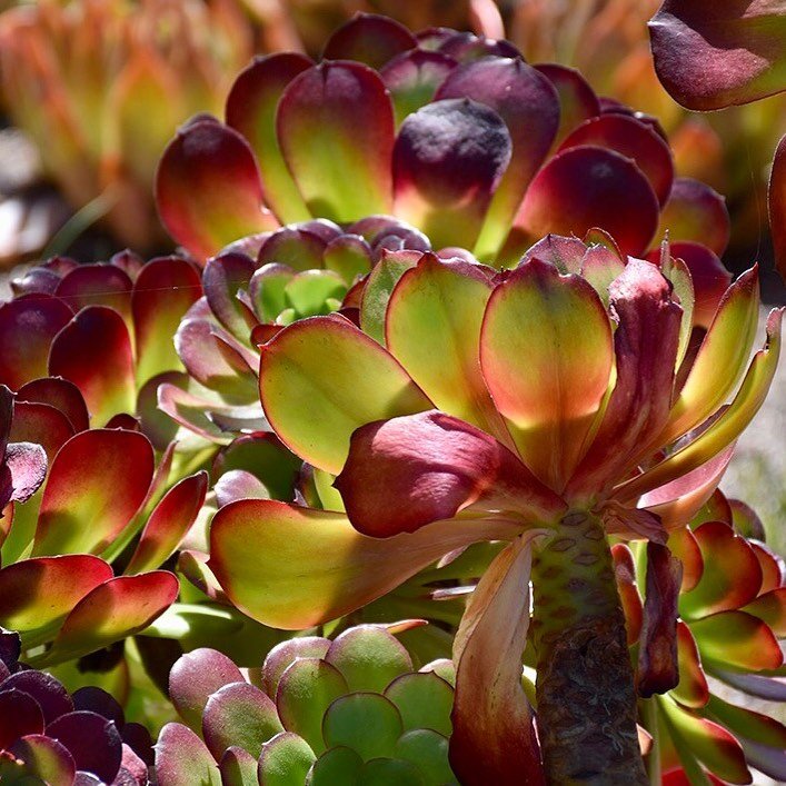 Nature&rsquo;s light gummies. Succulents from the Mendocino Botanical Gardens from a few months ago. #succulents, #mendocinobotanicalgardens, #light, #lightcandy, #translucent