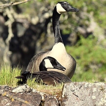 Mom and dad protecting the nest.
#geese, #nesting, #proudgander, #spring, #sonomacounty