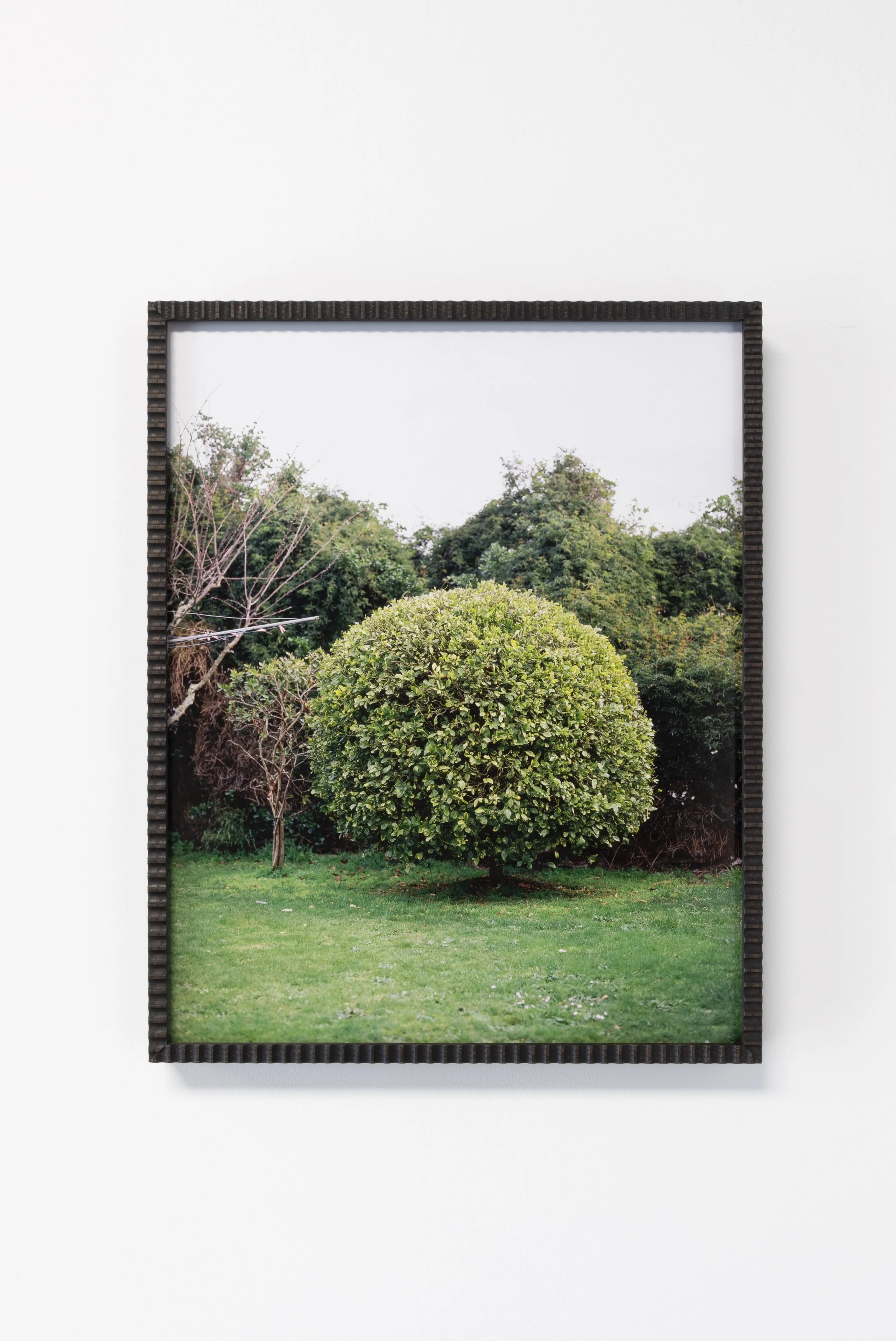 Twentysix Gallery, Kababayan, Abigail Legg, Venus' Calamansi Tree 2.jpeg