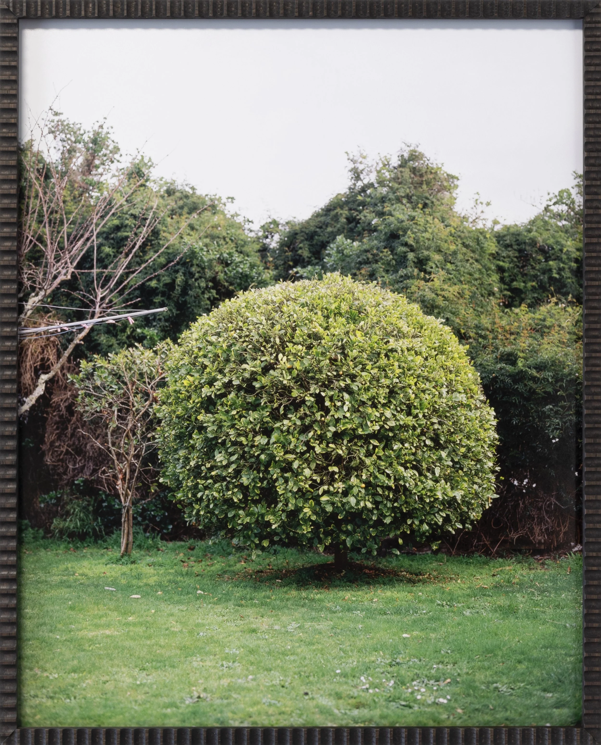 Twentysix Gallery, Kababayan, Abigail Legg, Venus' Calamansi Tree 1.jpeg