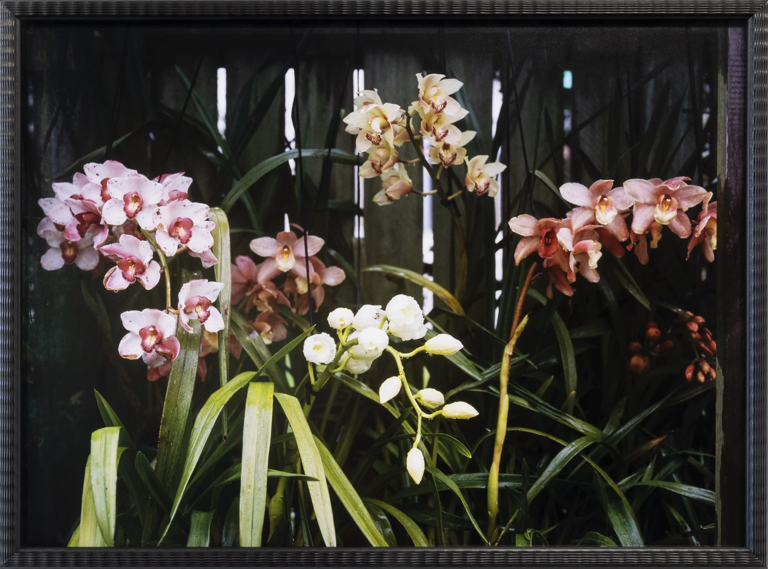 Twentysix Gallery, Kababayan, Abigail Legg, Editha's Orchids 1.jpeg