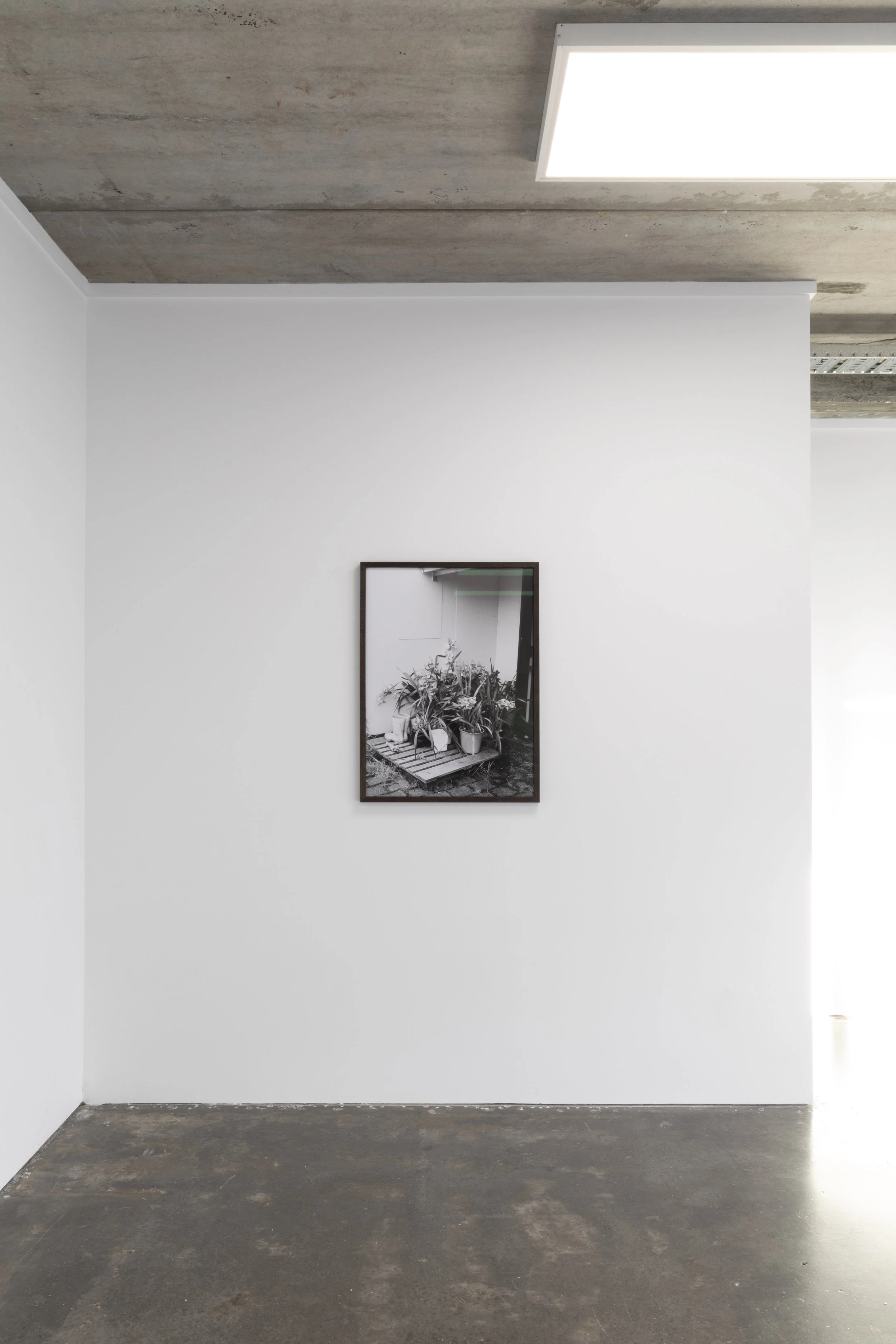 Twentysix Gallery, Kababayan, Abigail Legg, Elizabeth's Orchids 3.jpeg