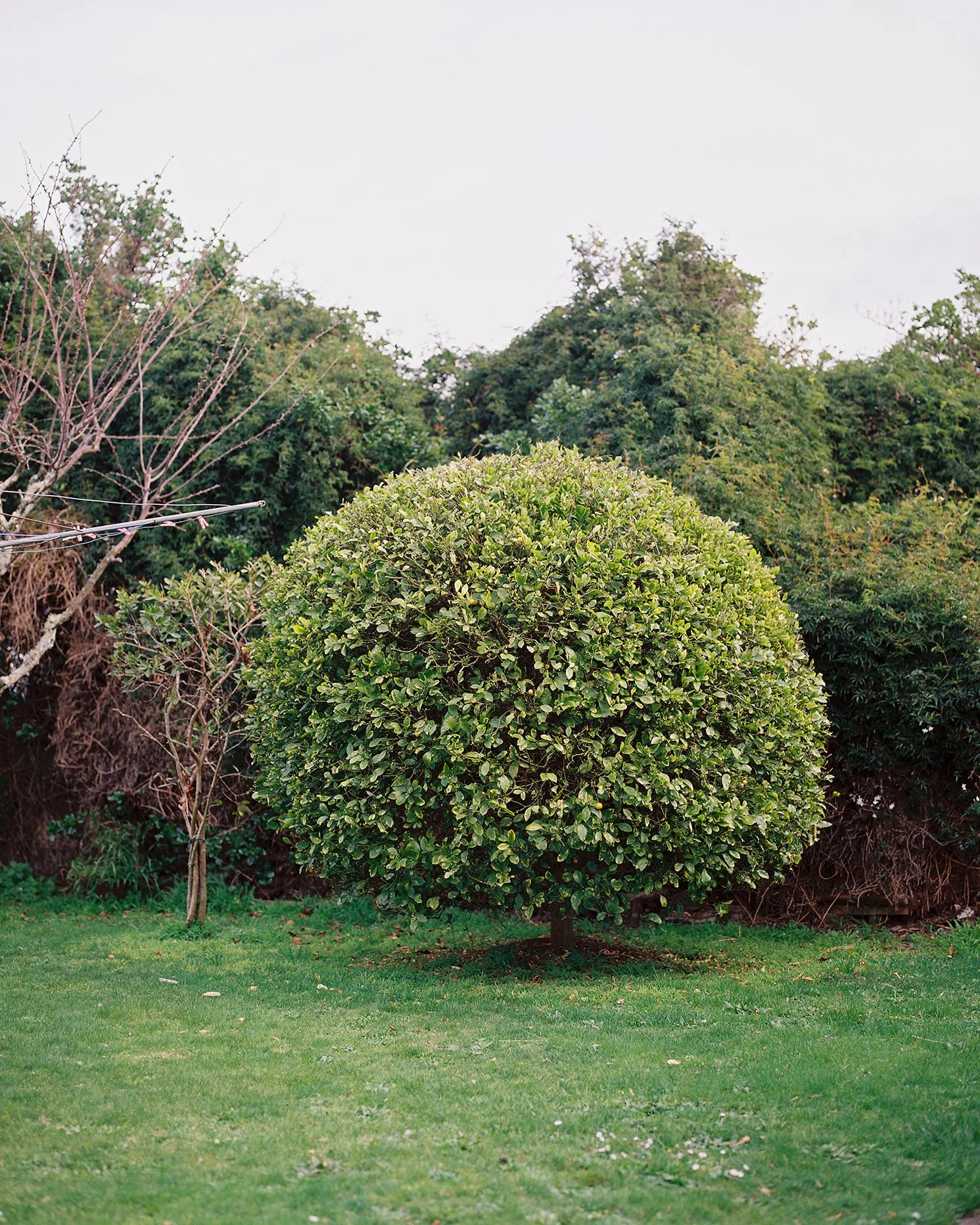 Twentysix Gallery, Kababayan, Abigail Legg, Venus' Calamansi Tree.jpg