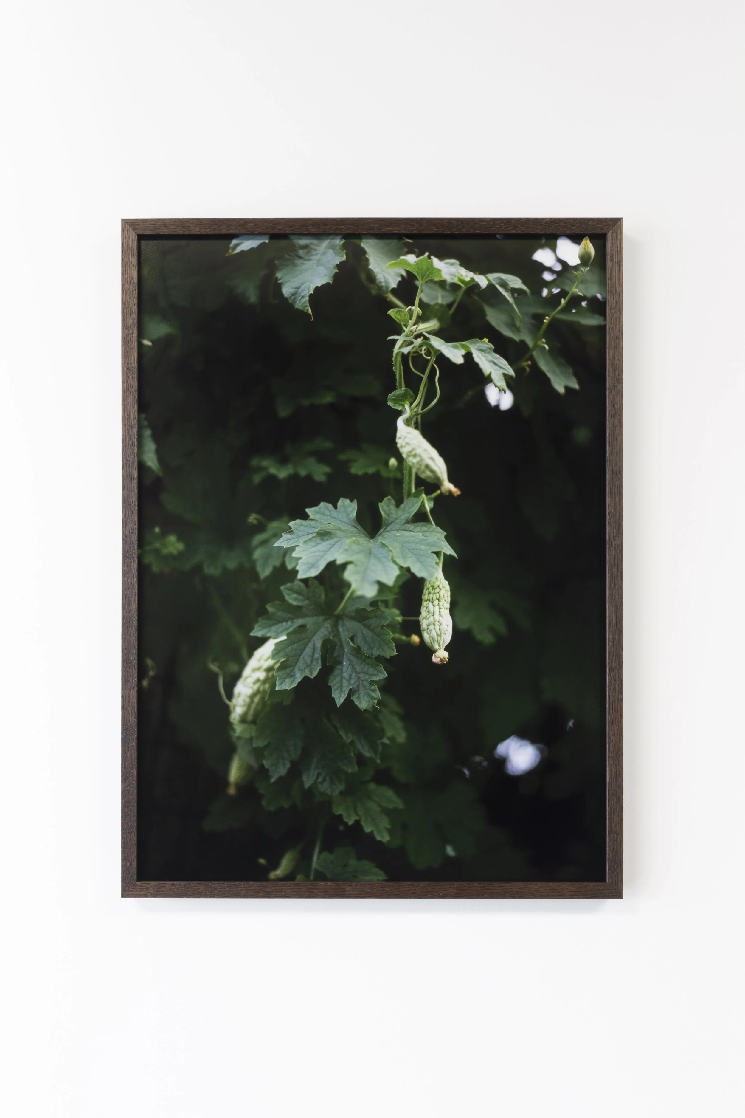 Twentysix Gallery, Kababayan, Abigail Legg, Ampalaya 2.jpeg