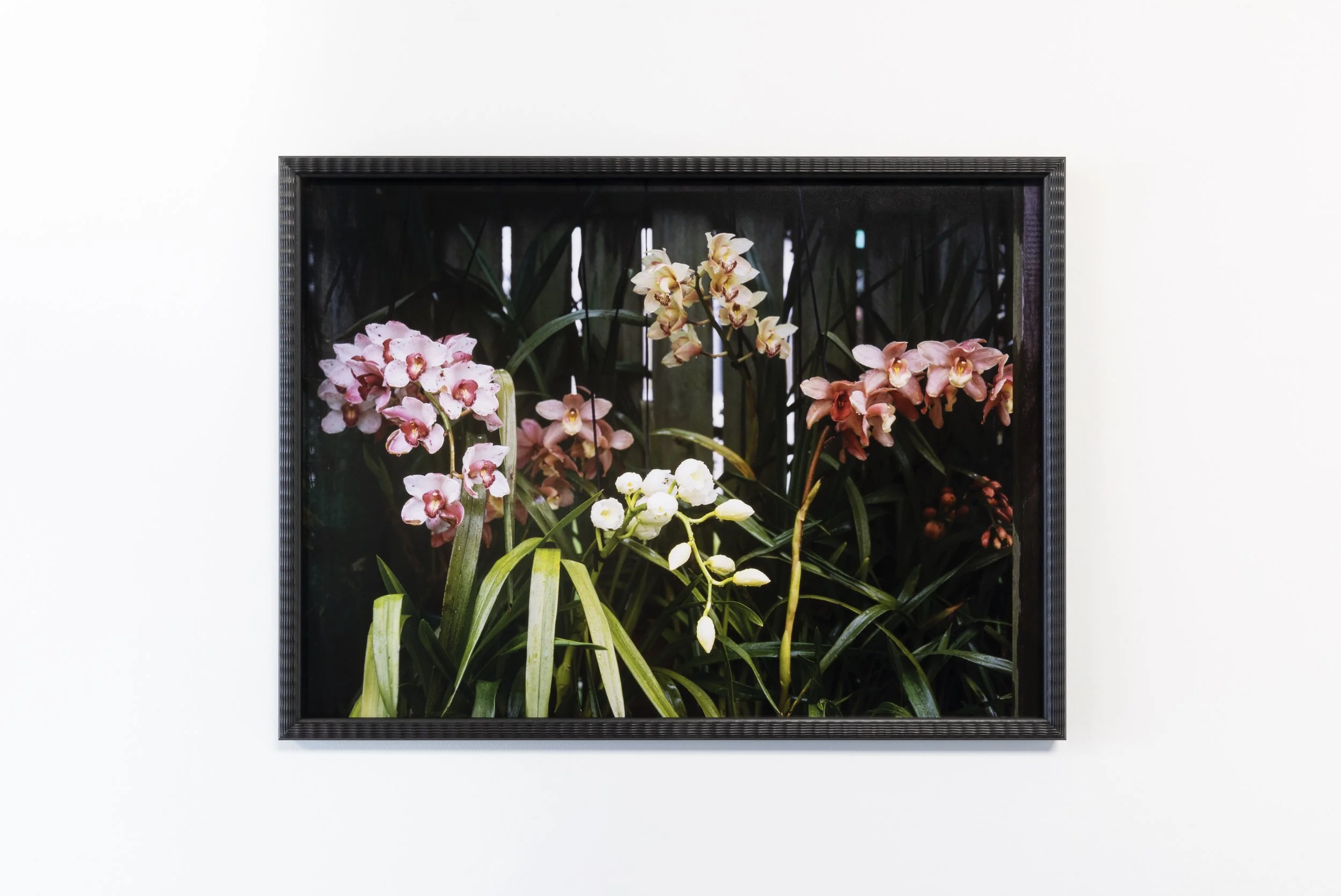 Twentysix Gallery, Kababayan, Abigail Legg, Editha's Orchids 2.jpeg