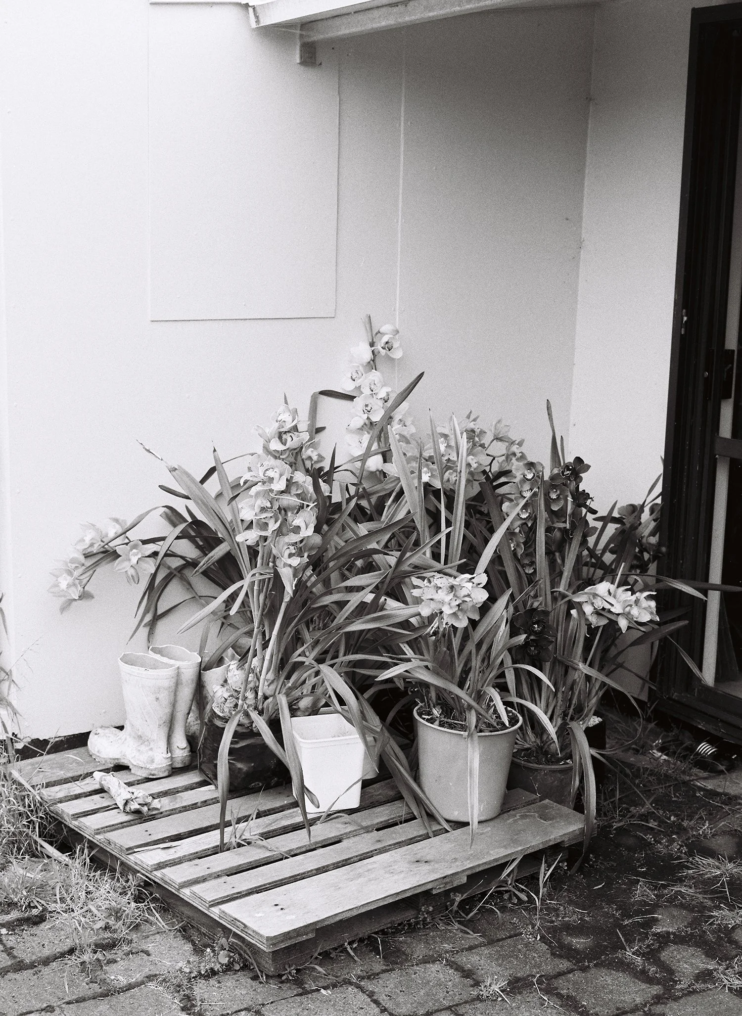 Twentysix Gallery, Kababayan, Abigail Legg, Elizabeth's Orchids.jpg