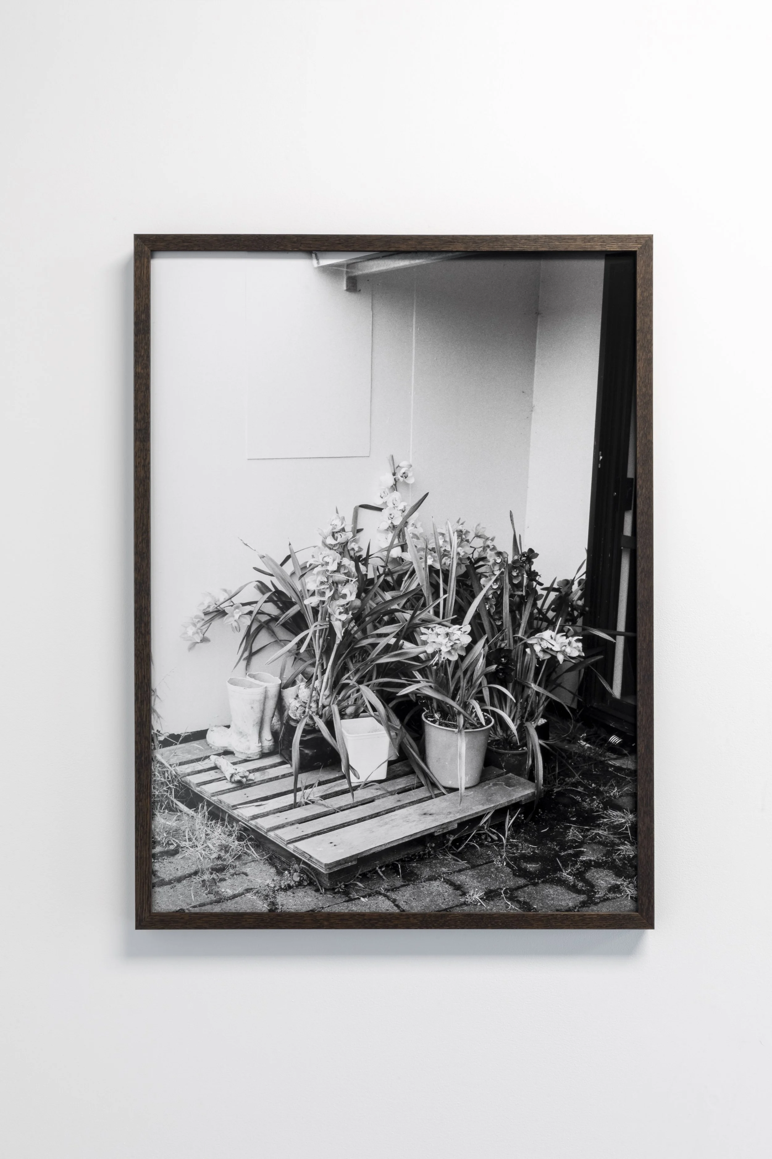 Twentysix Gallery, Kababayan, Abigail Legg, Elizabeth's Orchids 2.jpeg