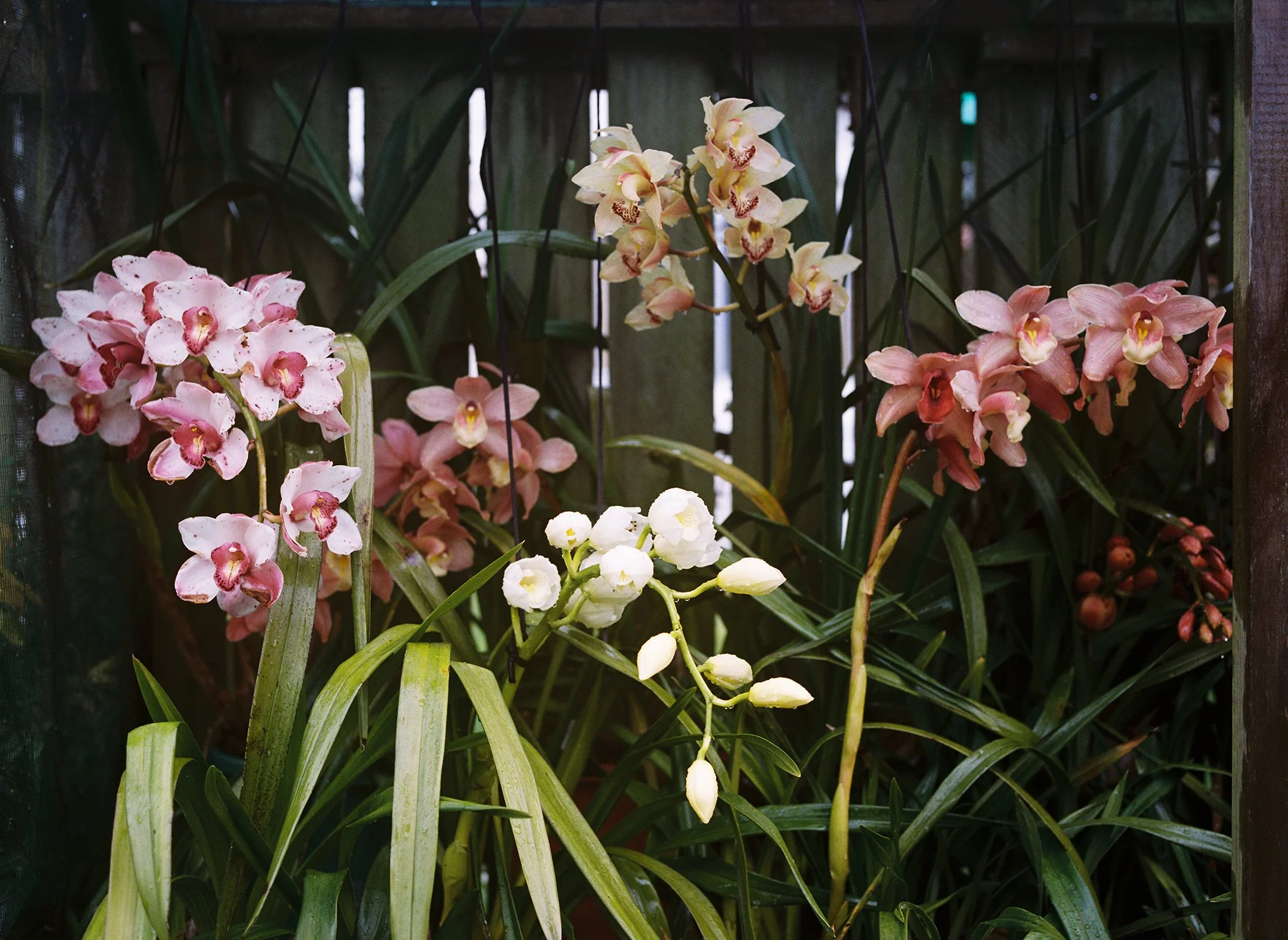 Twentysix Gallery, Kababayan, Abigail Legg, Editha's Orchids.jpg