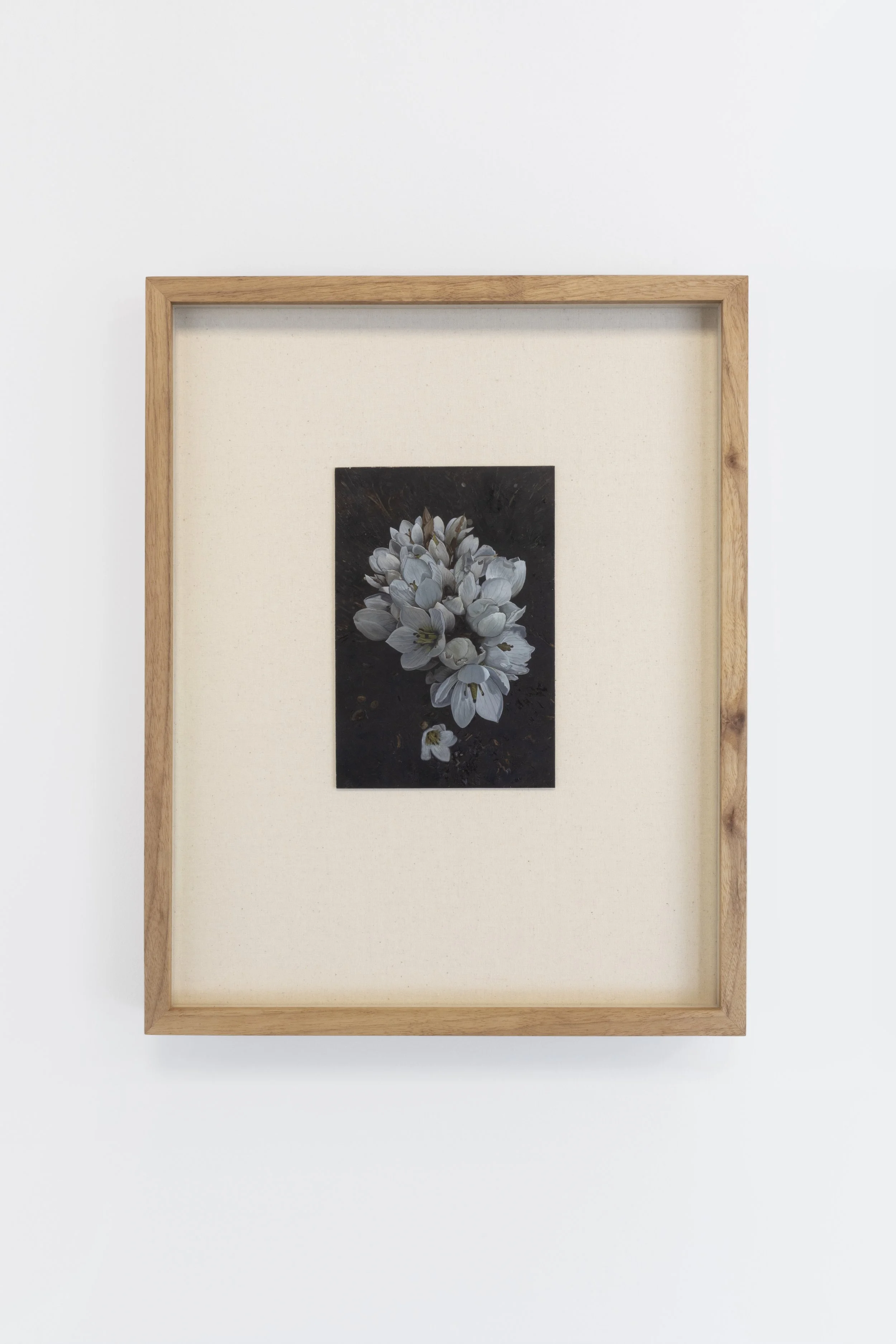 Twentysix Gallery, A Place to Sit, Benjamin Cotter Dephoff, Gentianella Montana, 2.jpeg