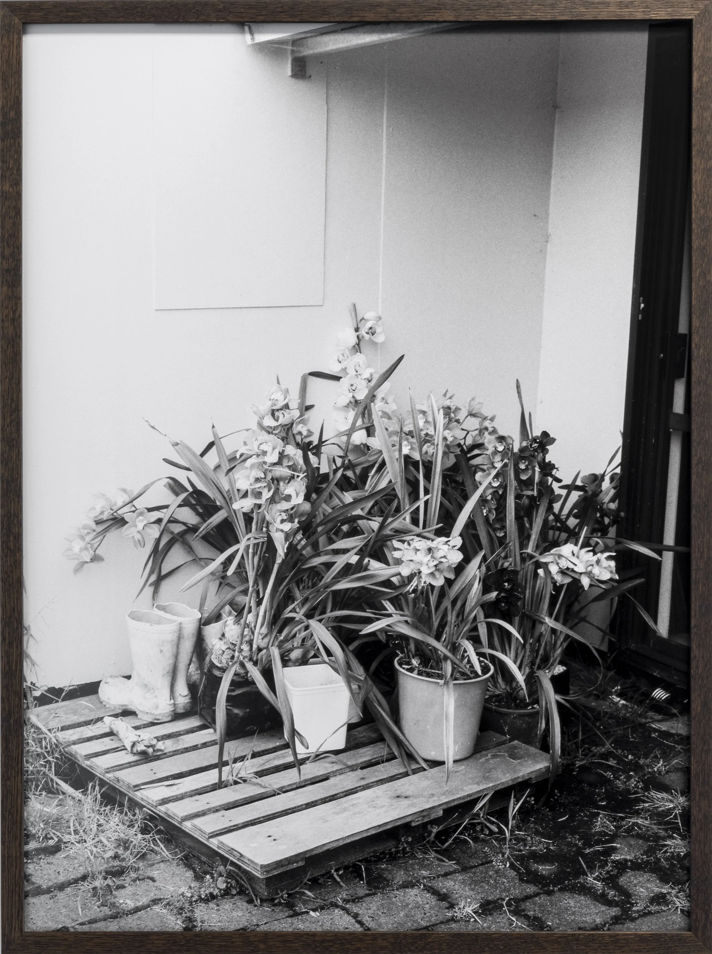 Twentysix Gallery, Kababayan, Abigail Legg, Elizabeth's Orchids 1.jpeg