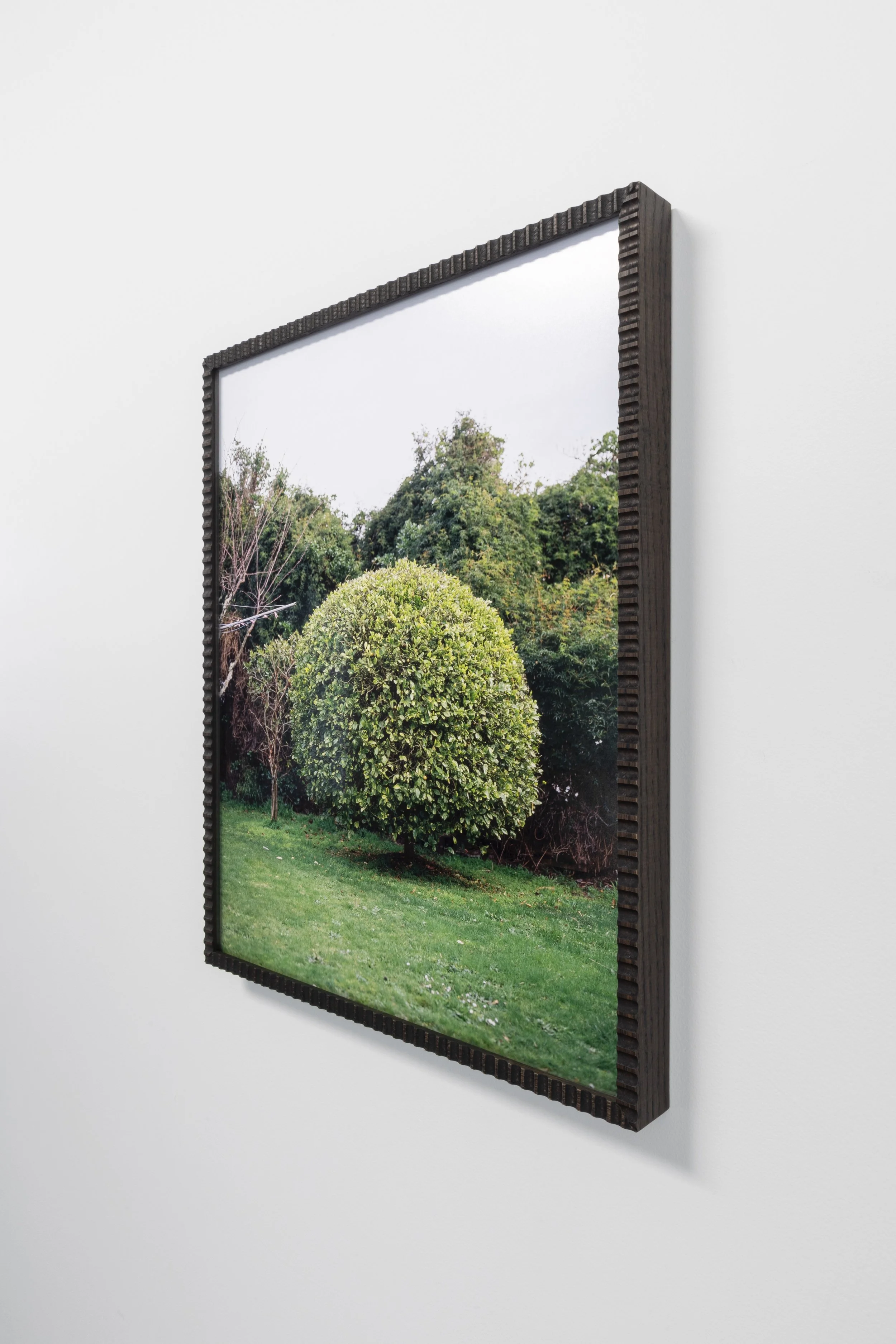 Twentysix Gallery, Kababayan, Abigail Legg, Venus' Calamansi Tree 3.jpeg