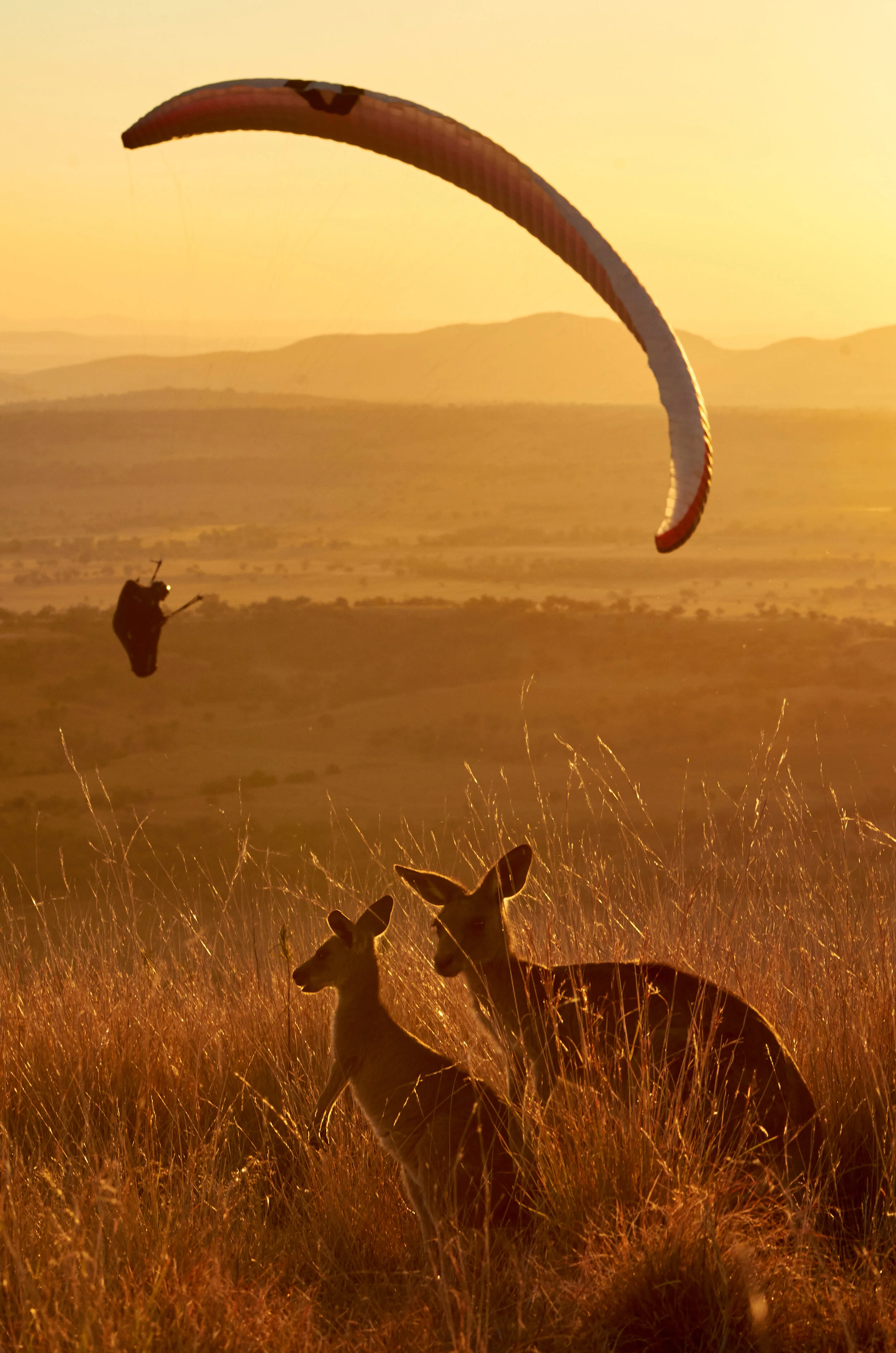 stock-photo-flying-kangaroo-246733911.jpg
