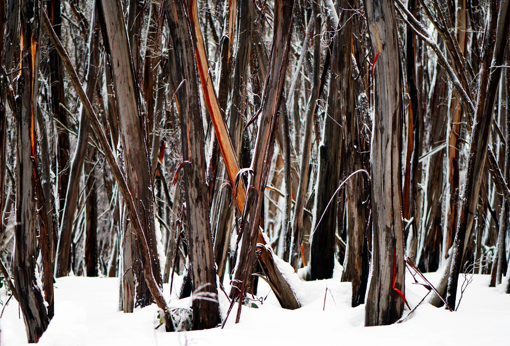stock-photo-snow-covered-australian-forest-246733963.jpg