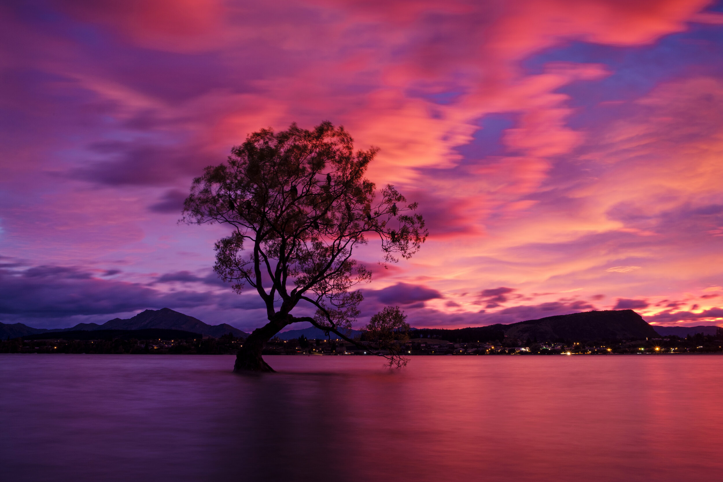 stock-photo-wanaka-tree-on-fire-249968121.jpg