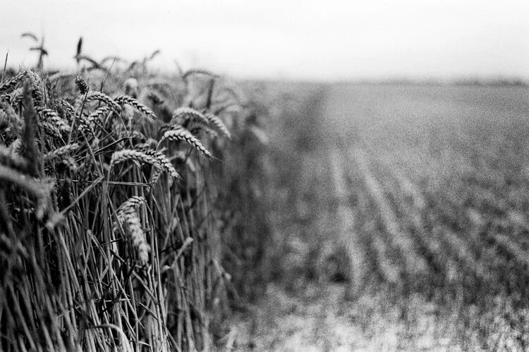 Day 038 Cornfield 02.jpg
