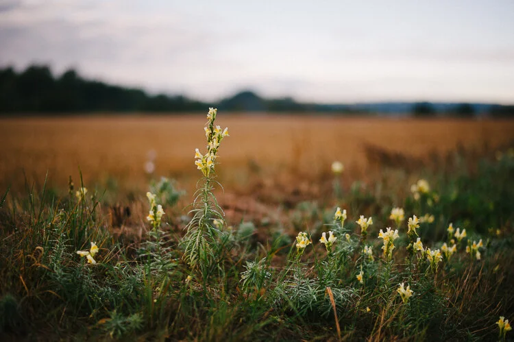 Toadflax in the Chelmer Valley near Ulting