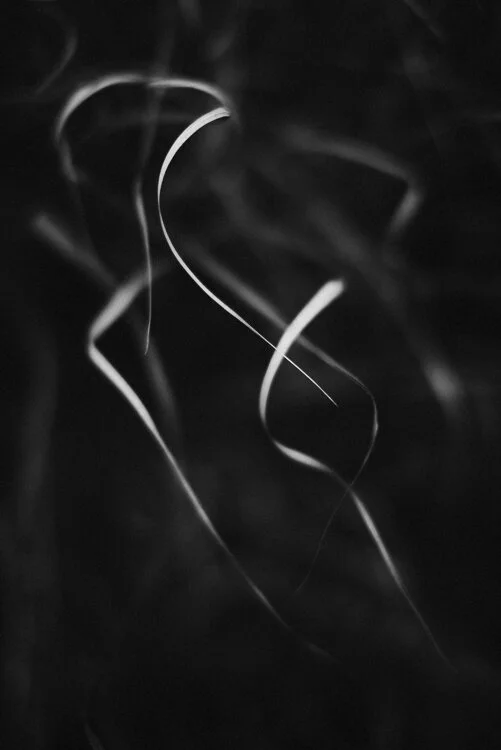 Miscanthus grass in our garden