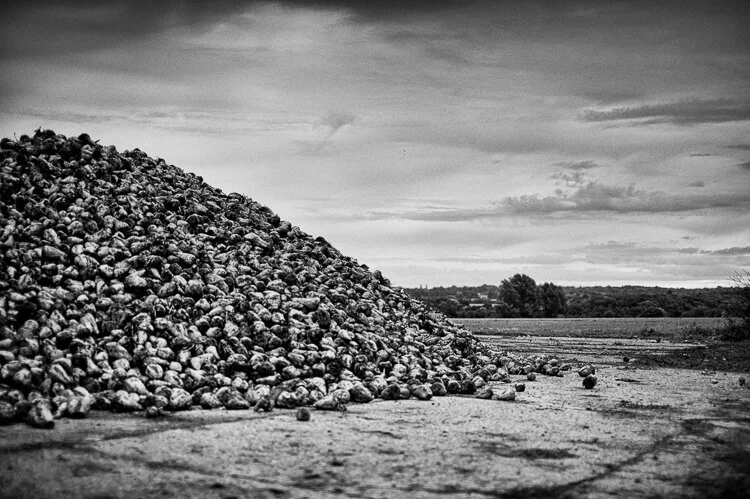 Chelmer Valley near Sander
