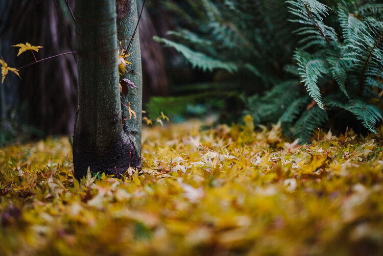 Fallen maple leaves in our garden