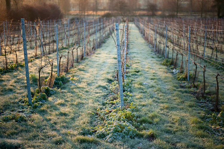 Vineyard, Coggeshall