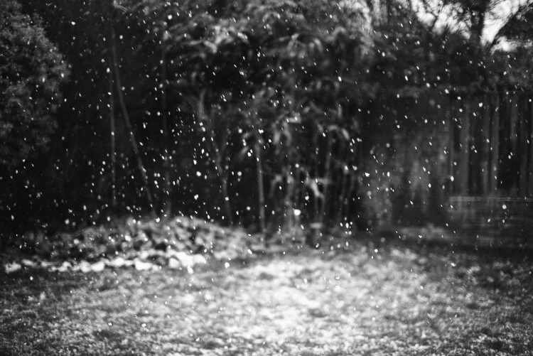A light dusting in our garden