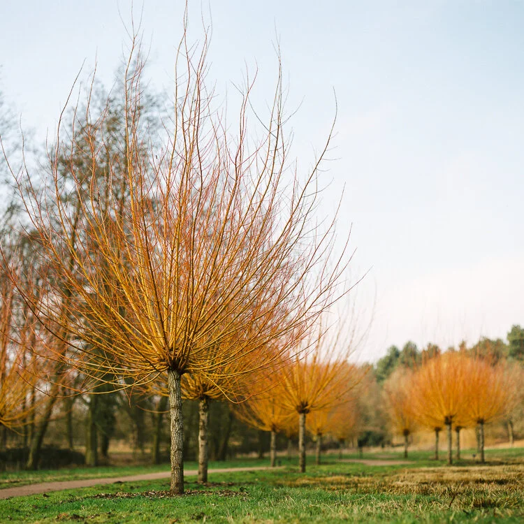 Salix avenue, Marks Hall