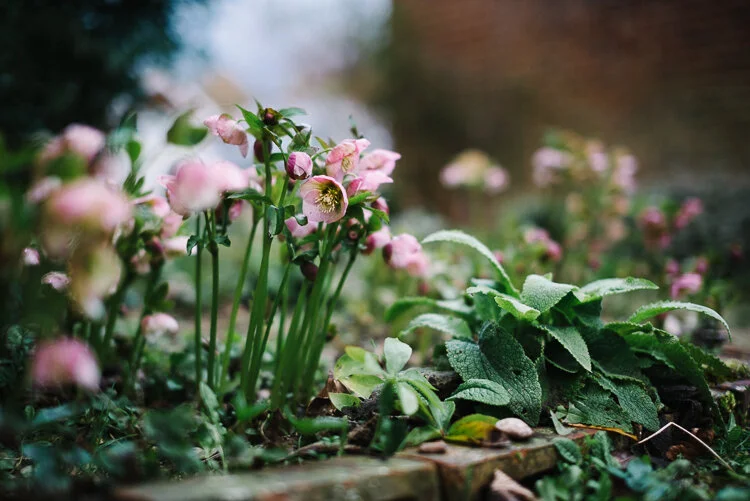Hellebores in our garden