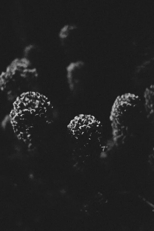 Many tentacled monster in our garden