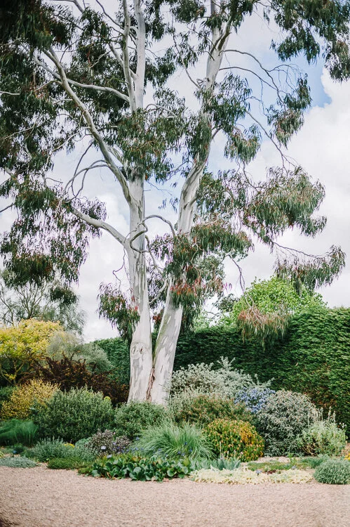 Dry Garden, Beth Chatto Gardens