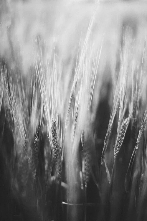 Chelmer Valley near Ulting