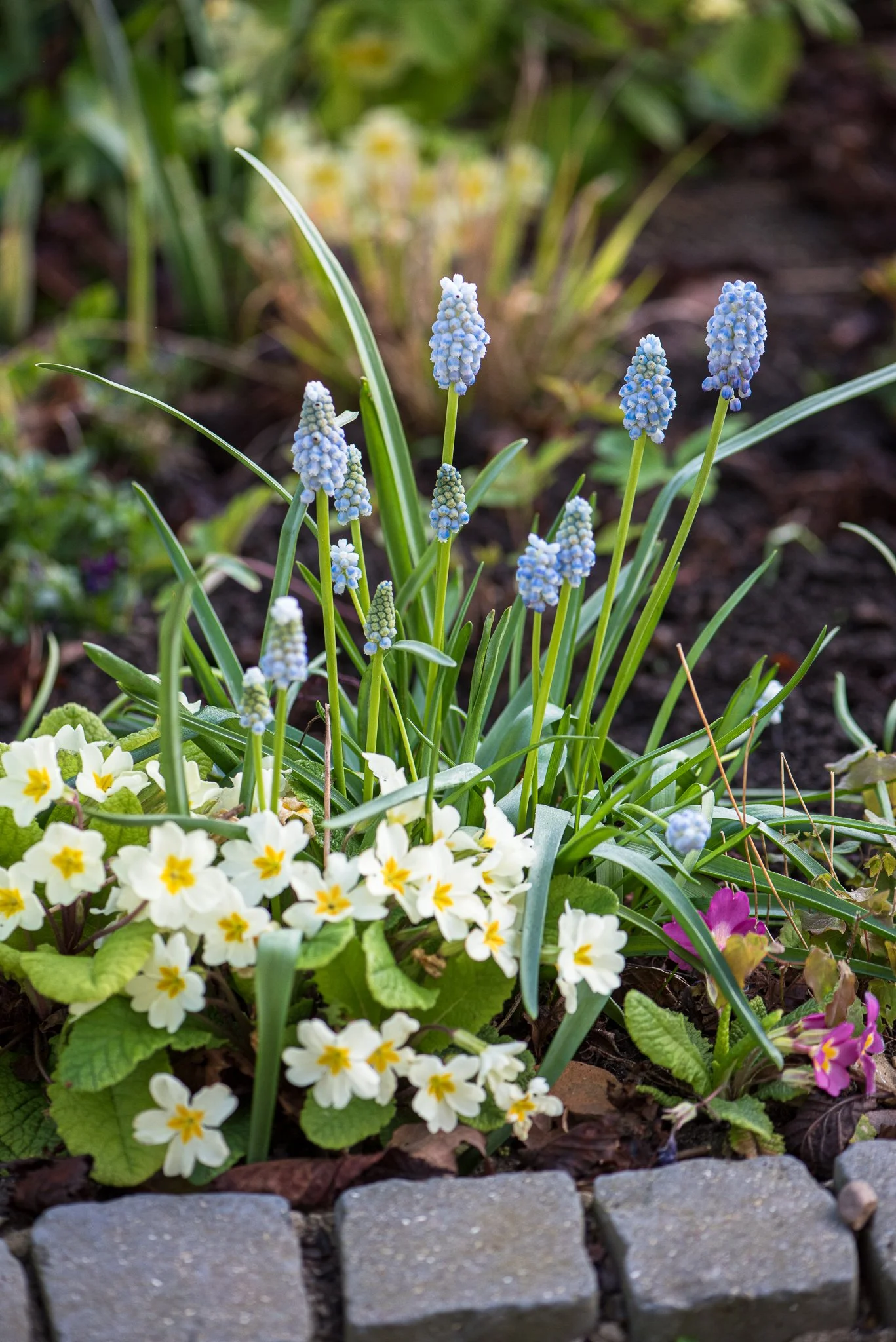 Aldred_20230419__DSC9084.jpg