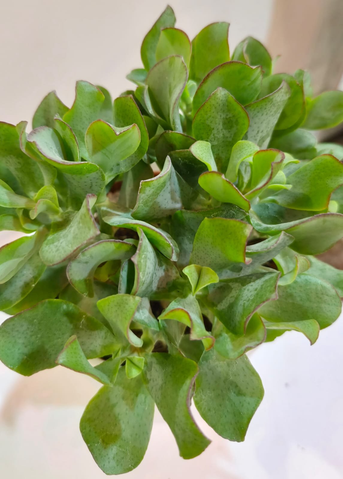 WhatsApp Image 2026-03-17 at 14.19.06 (2).jpeg