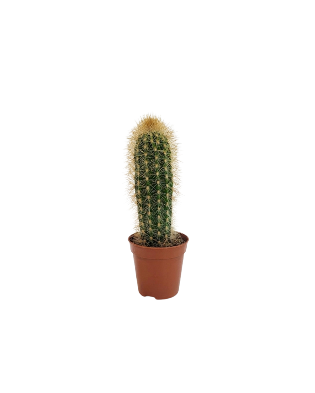 7.png