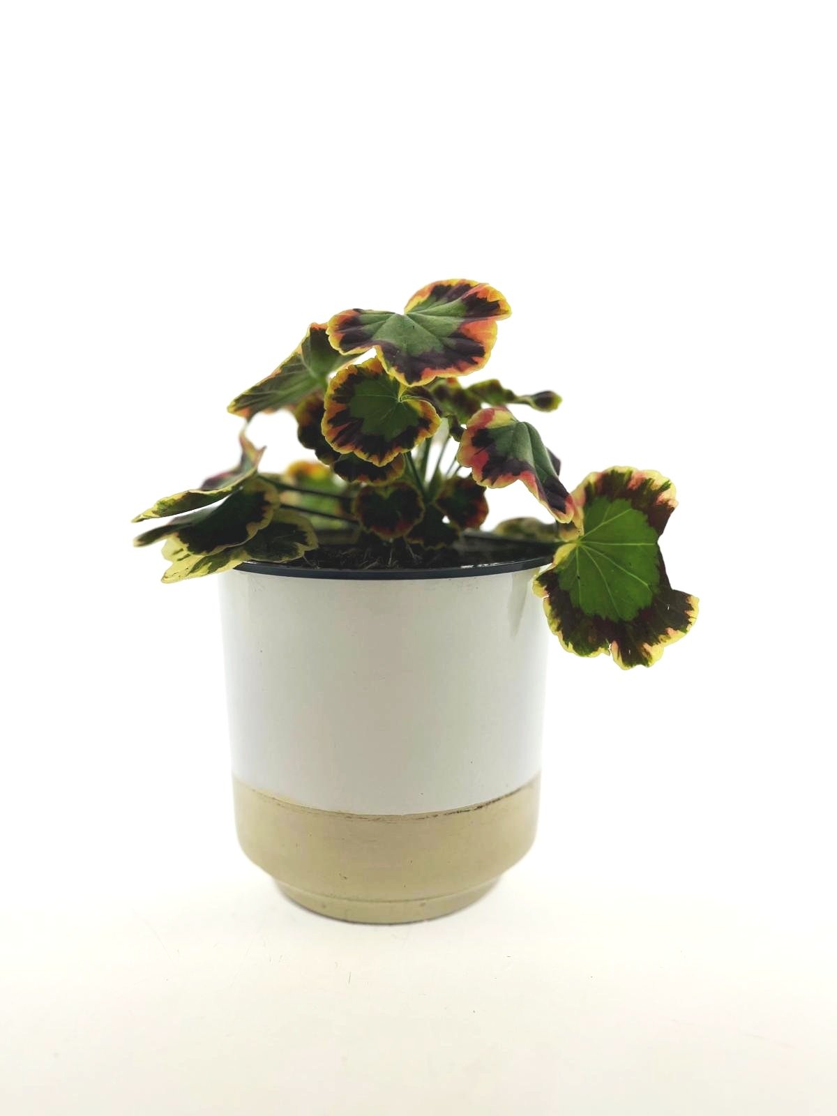 Pelargonium zonale bonte Contra